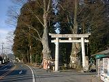 智賀都神社の対ケヤキ